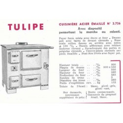 Tulipe 3736